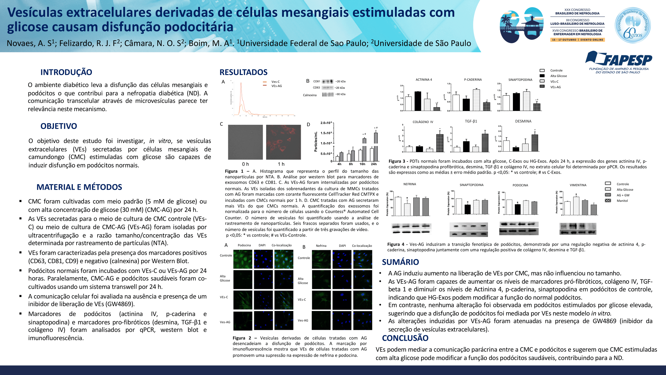 VESÍCULAS EXTRACELULARES DERIVADAS DE CÉLULAS MESANGIAIS ESTIMULADAS COM GLICOSE CAUSAM DISFUNÇÃO PODOCITÁRIA